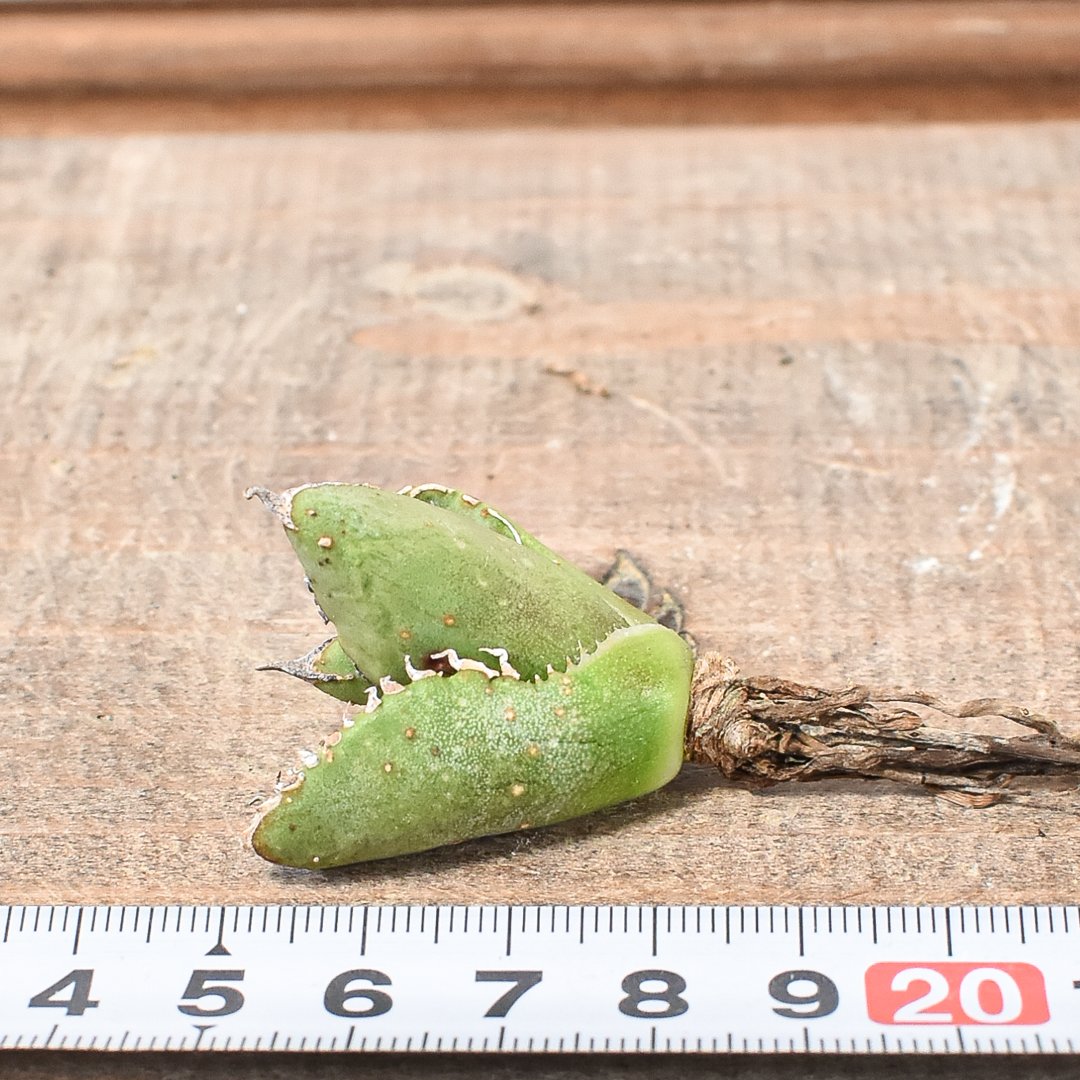 アガベ チタノタ 麻花龍 【台湾 berlin産/子株/抜き苗】BE2402691 | RA