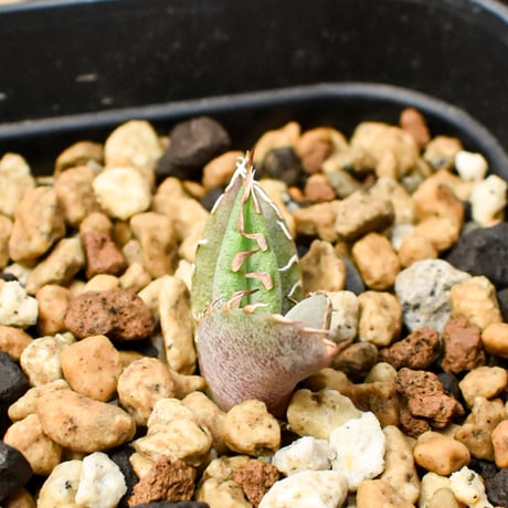 【RAFLUM育成株 5個セット】アガベ Mexico oteroi seeding / オテロイ実生 メキシコ産  【RAFLUM産/実生/子株】E