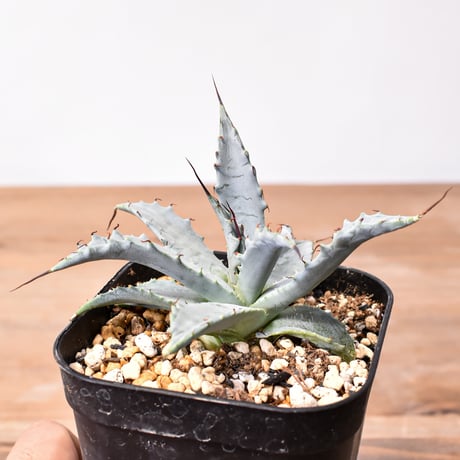 アガベ ハイブリット 雷帝×妖炎(イシスメンシス×ユタエンシス) 【台湾botanical_seeker産】B