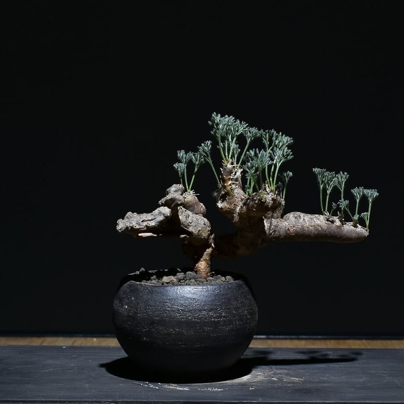 サルコカウロン ムルチフィズム 