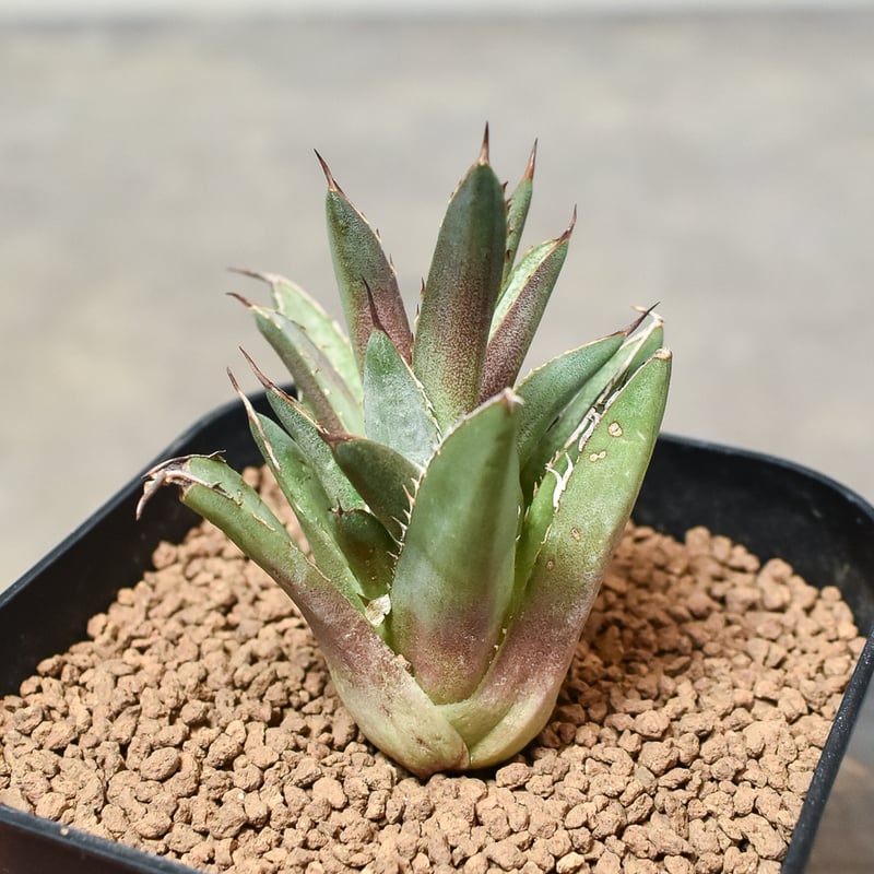 アガベ チタノタ 