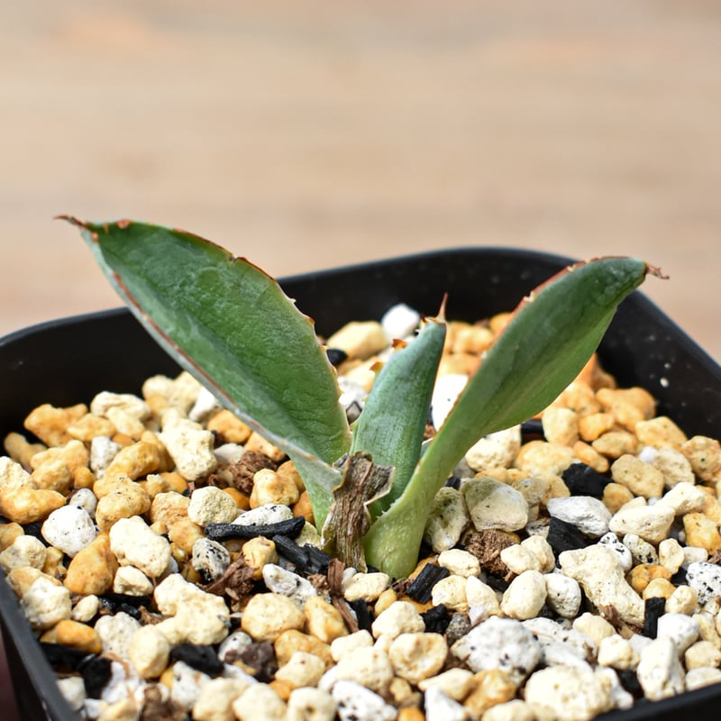 アガベ ハイブリット 