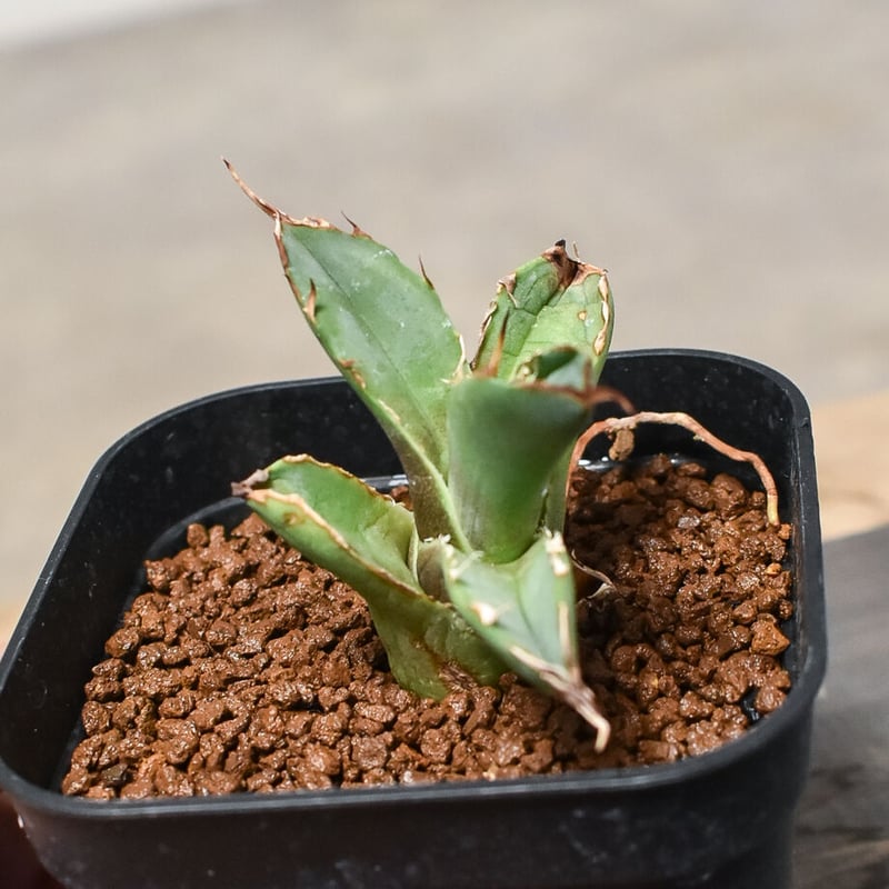 アガベ チタノタ ハデス 大株 特大鋸歯 アガベ チタノタ ハデス 親株