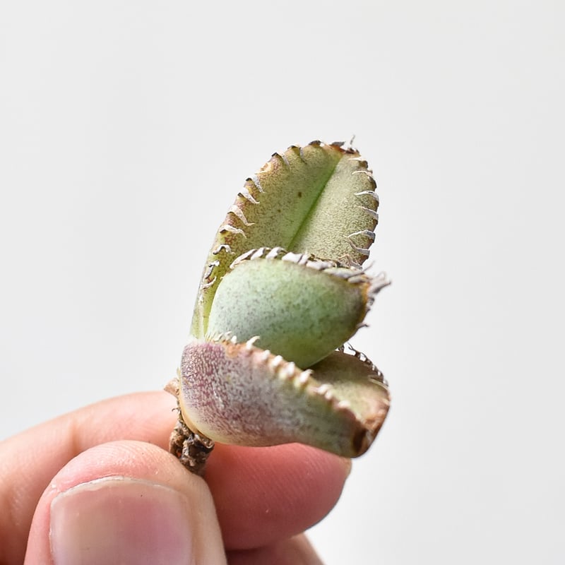 アガベ チタノタ Shi-hao 