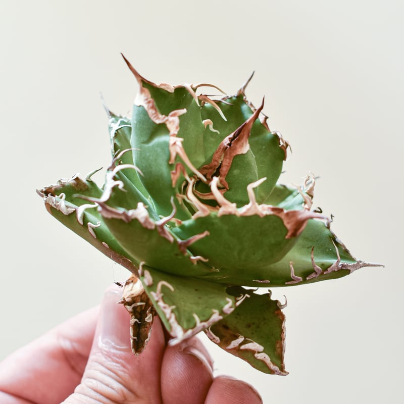 アガベ チタノタ ウルヴァリン / 金剛狼 【台湾 dragon agave産