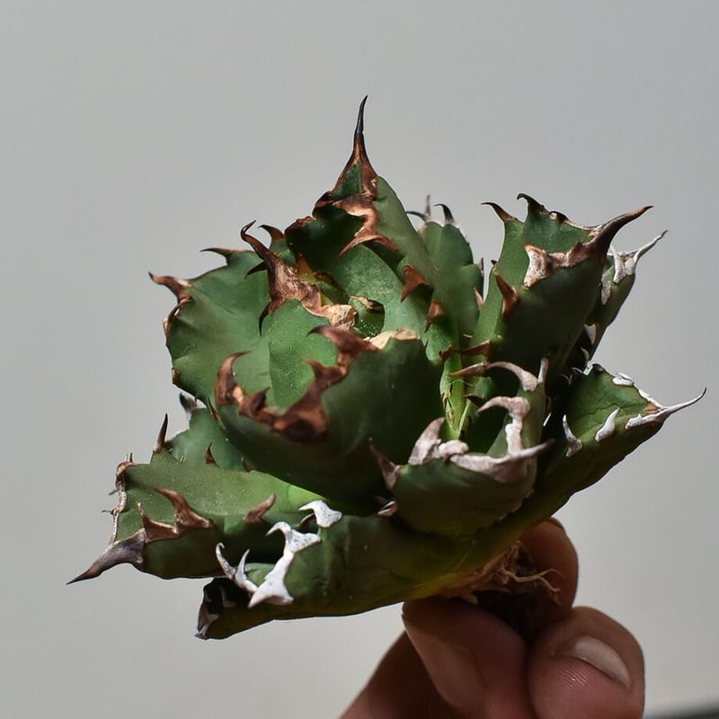 アガベ チタノタ ドワーフ 