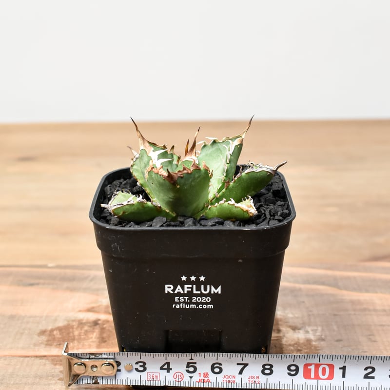 アガベ チタノタ ゼウス 