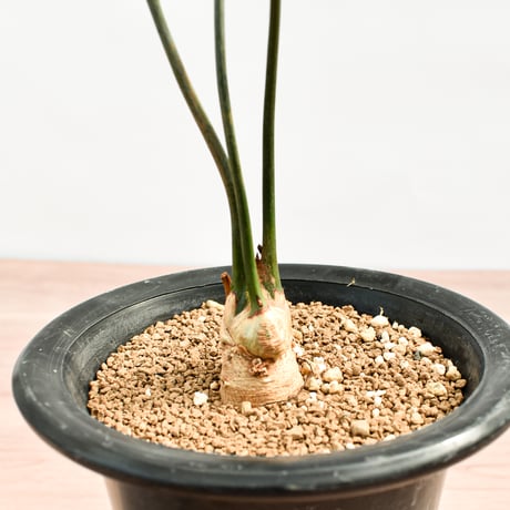 【国際希少野生動植物種登録票付】エンセファラルトス レーマニー RFHK-388