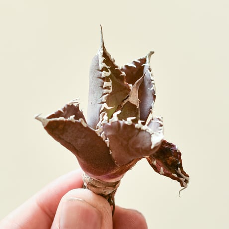 アガベ　紅龍　紅牡丹実生　裏表刺　第四種速達便抜き苗発送 アガベ チタノタ 