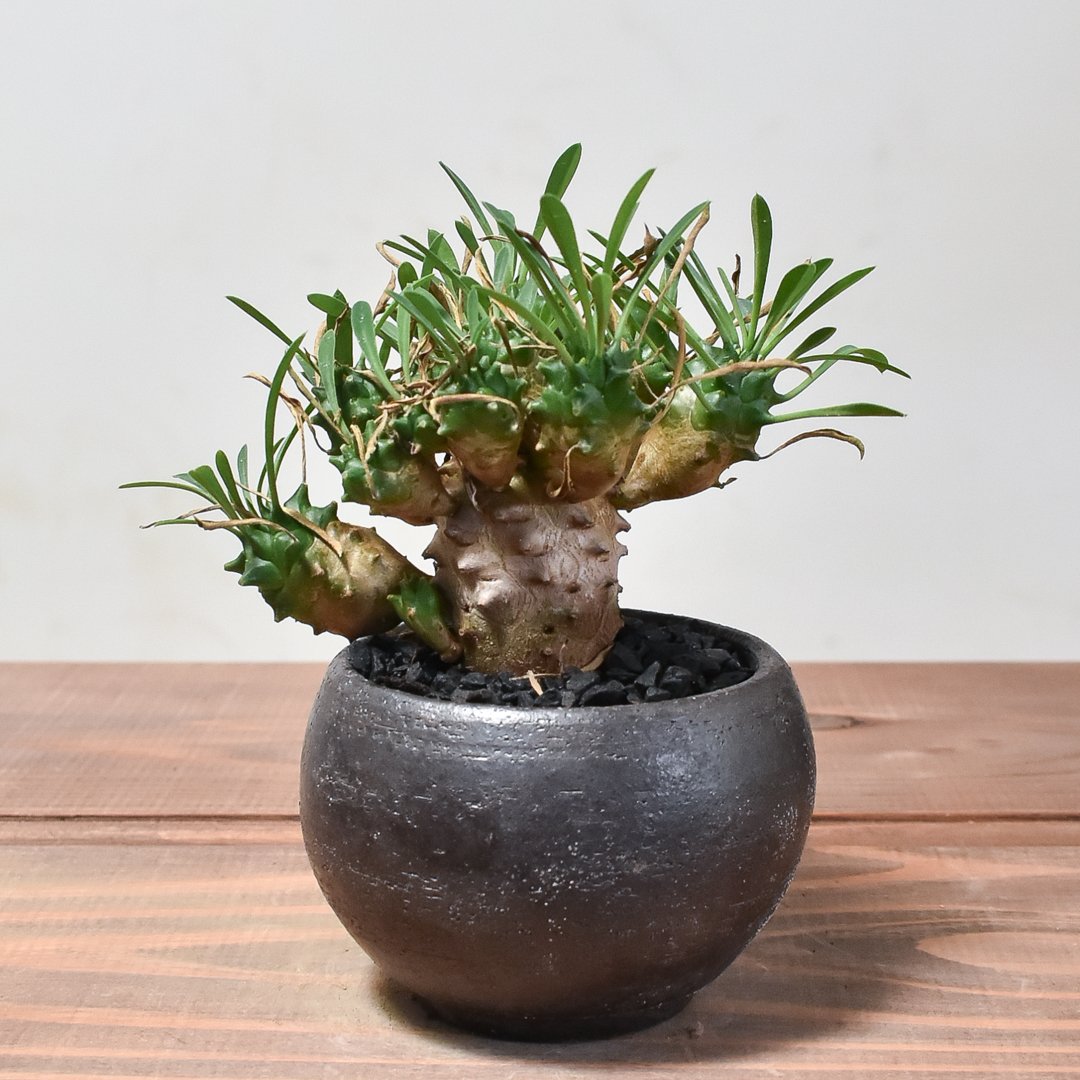 ユーフォルビア 峨眉山 鉢ごと　群生　ガビザン 楽天市場】多肉植物 caユーフォルビア ガビサン 峨眉山 多肉植物