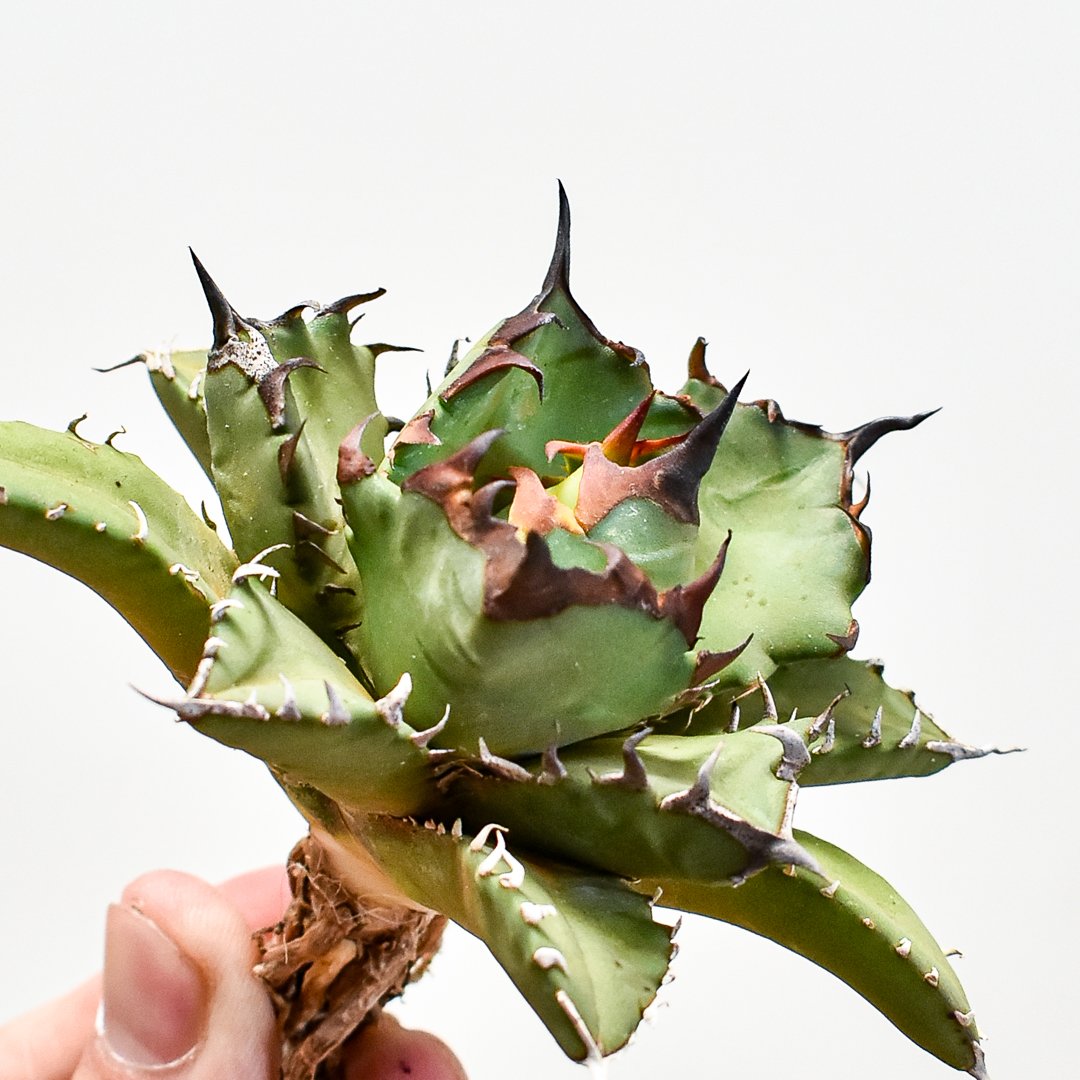 イランシャーク 種子 30粒　チタノタ　チタノタ種子　アガベ　アガベ種子 イランシャーク 種子 30粒 チタノタ チタノタ種子 アガベ アガベ