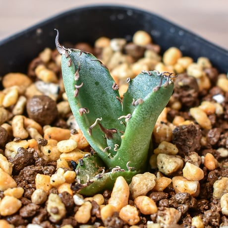 CATEGORY アガベ チタノタ 黒犀牛 | RAFLUM / ラフラム｜東京