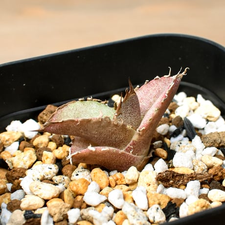 【RAFLUM育成株 5個セット】アガベ Mexico oteroi seeding / オテロイ実生 メキシコ産  【RAFLUM産/実生/子株】D3