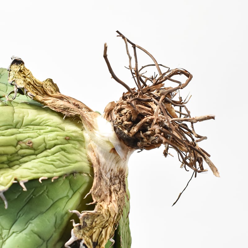 白鯨 アガベ・チタノタ（Agave titanota）抜き苗 大株 アガベ チタノタ “精品白鯨” 大株【台湾 dragon agave産/抜き苗