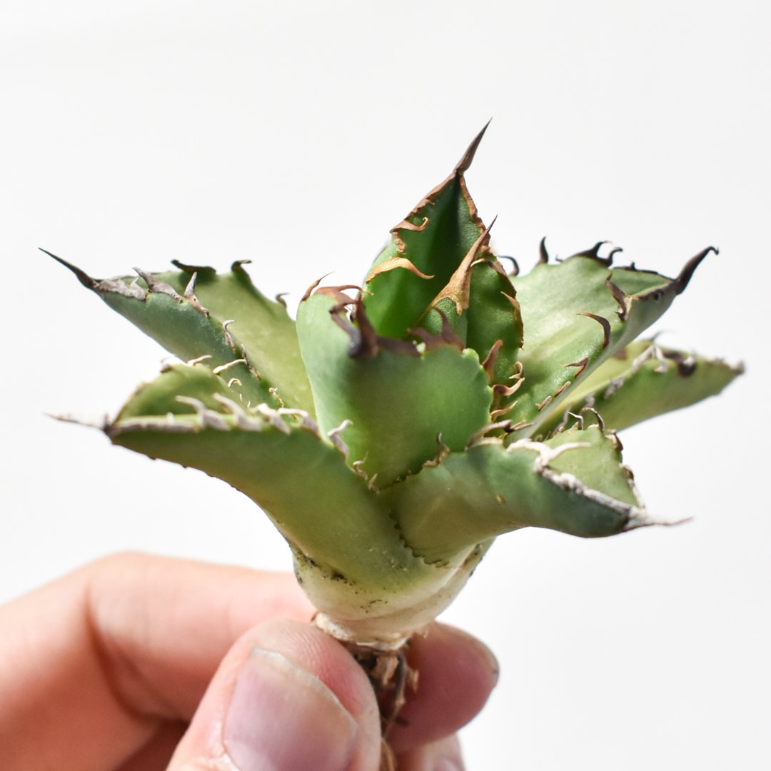 アガベ チタノタ ハイブリッド 黑帝斯(ハデス)×姬嚴龍 【台湾