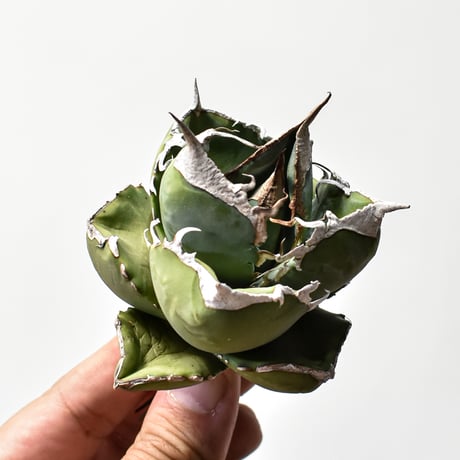 アガベsad | STORES