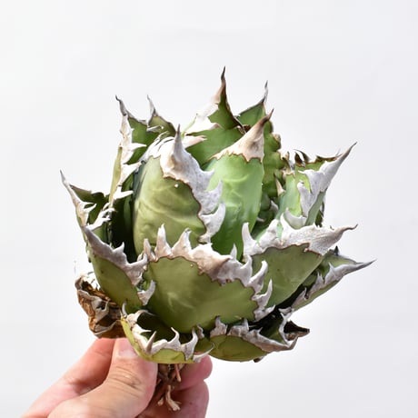 アガベ チタノタ "精品レッドキャットウィーズル" / 精品赤猫 , 精品紅猫  【台湾 dragon agave産/中株/抜き苗】D09 DG25010435