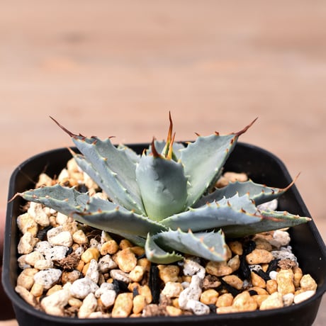 アガベ ハイブリット "特選血雷×象牙妖炎" (血斑無し個体)【台湾botanical_seeker産/選抜株】RF25011809