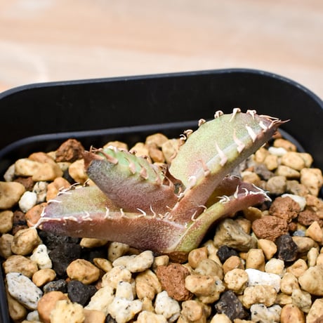 【RAFLUM育成株 5個セット】アガベ Mexico oteroi seeding / オテロイ実生 メキシコ産  【RAFLUM産/実生/子株】G