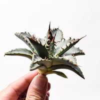 アガベ ハイブリット "チョコキス×象牙妖炎"【台湾botanical_seeker産】RF25012107