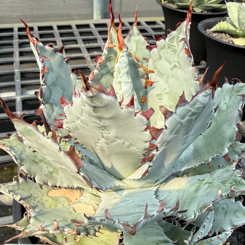 アガベ ハイブリット 