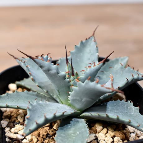 アガベ ハイブリット 日系イシスメンシス×象牙妖炎（陽炎エボリ）【台湾botanical_seeker産】RF25011410
