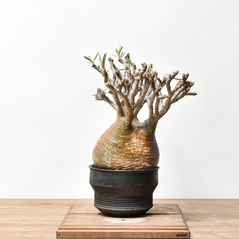 RAFLUMコレクション】パキポディウム グラキリス 