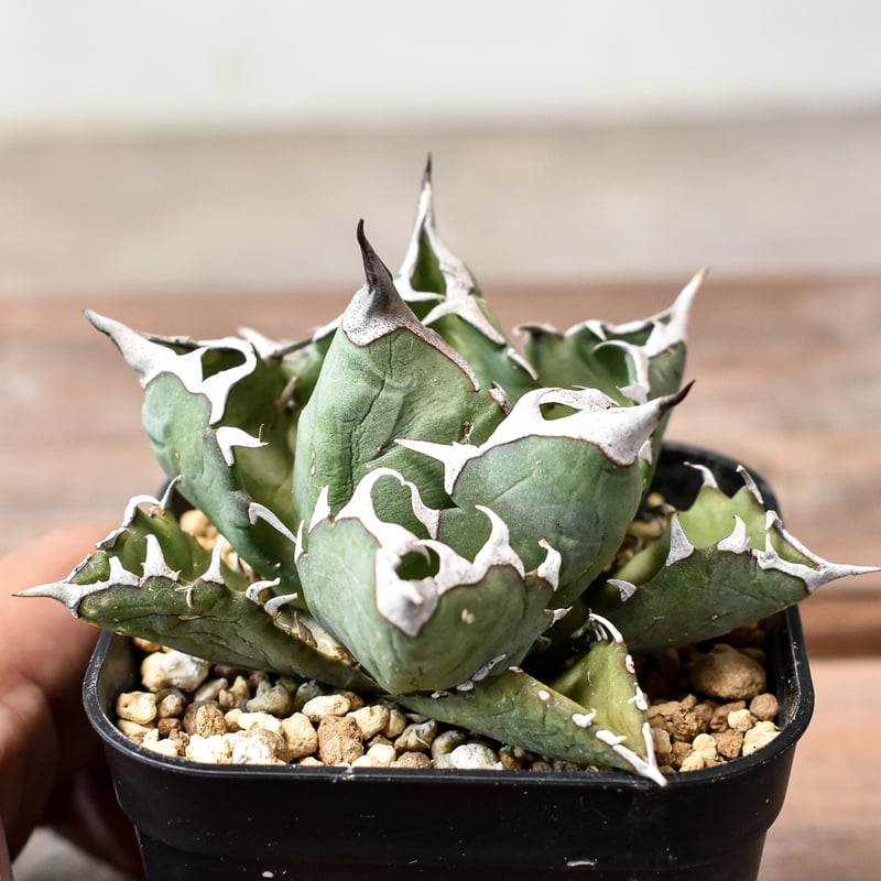 アガベ　ブルーフレーム　トリカラー　極上選抜　一点物　激レア　アテナータ 2025年最新】アガベ ブルーの人気アイテム - メルカリ