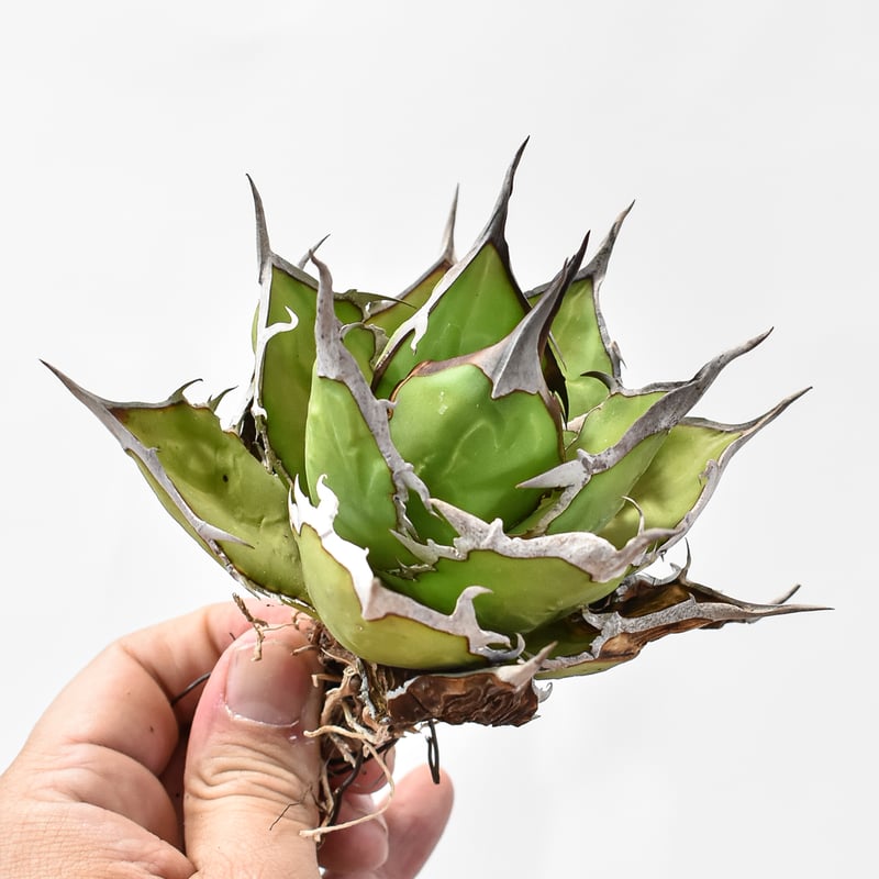 アガベ チタノタ DENNIS ホリダ×鬼爪（026） 