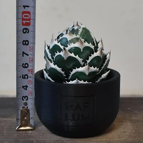 【植物フィギュア】RAFLUM × LOBINDON【Agave Titanota “White Whale】RFLB23004(T)