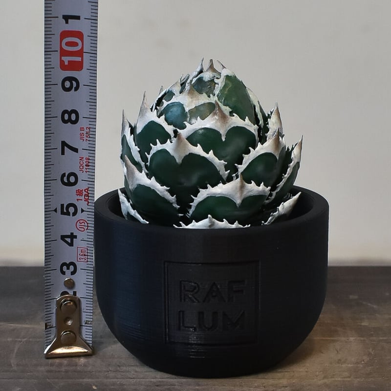 パキポディウム　グラキリス　アガベ　フィギュア パキポディウム グラキリス アガベ フィギュア - メルカリ