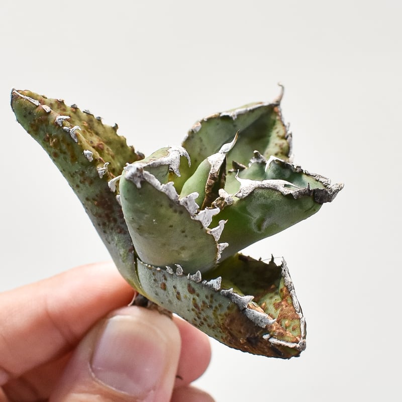 アガベ チタノタ 