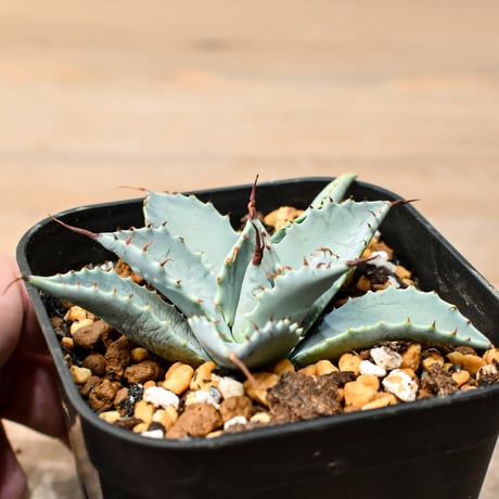 アガベ ハイブリット 日系イシスメンシス×象牙妖炎（陽炎エボリ）【台湾botanical_seeker産】RF25011385