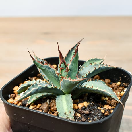 アガベ ハイブリット "五色万代×象牙妖炎"(ロファンサ×陽炎エボリスピナ)【台湾botanical_seeker産】A RF25011424