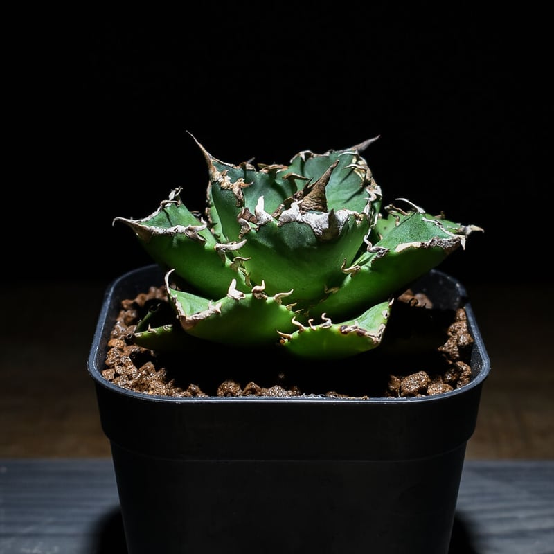 アガベ チタノタ 