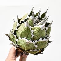 アガベ チタノタ 