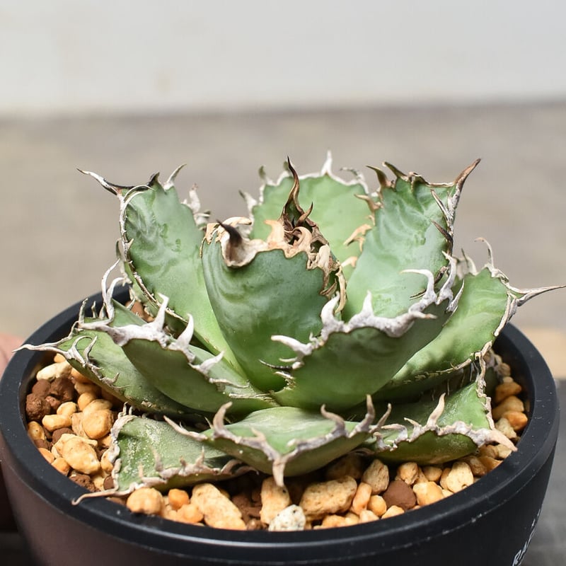 レア【送料込】親株　特大サイズ　フィリグリー　アガベ　チタノタ　圓葉拇指 アガベ・チタノタ 圓葉拇指(フィリグリー)_ボールタイプ-005｜agave