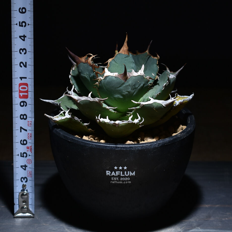 アガベ チタノタ 