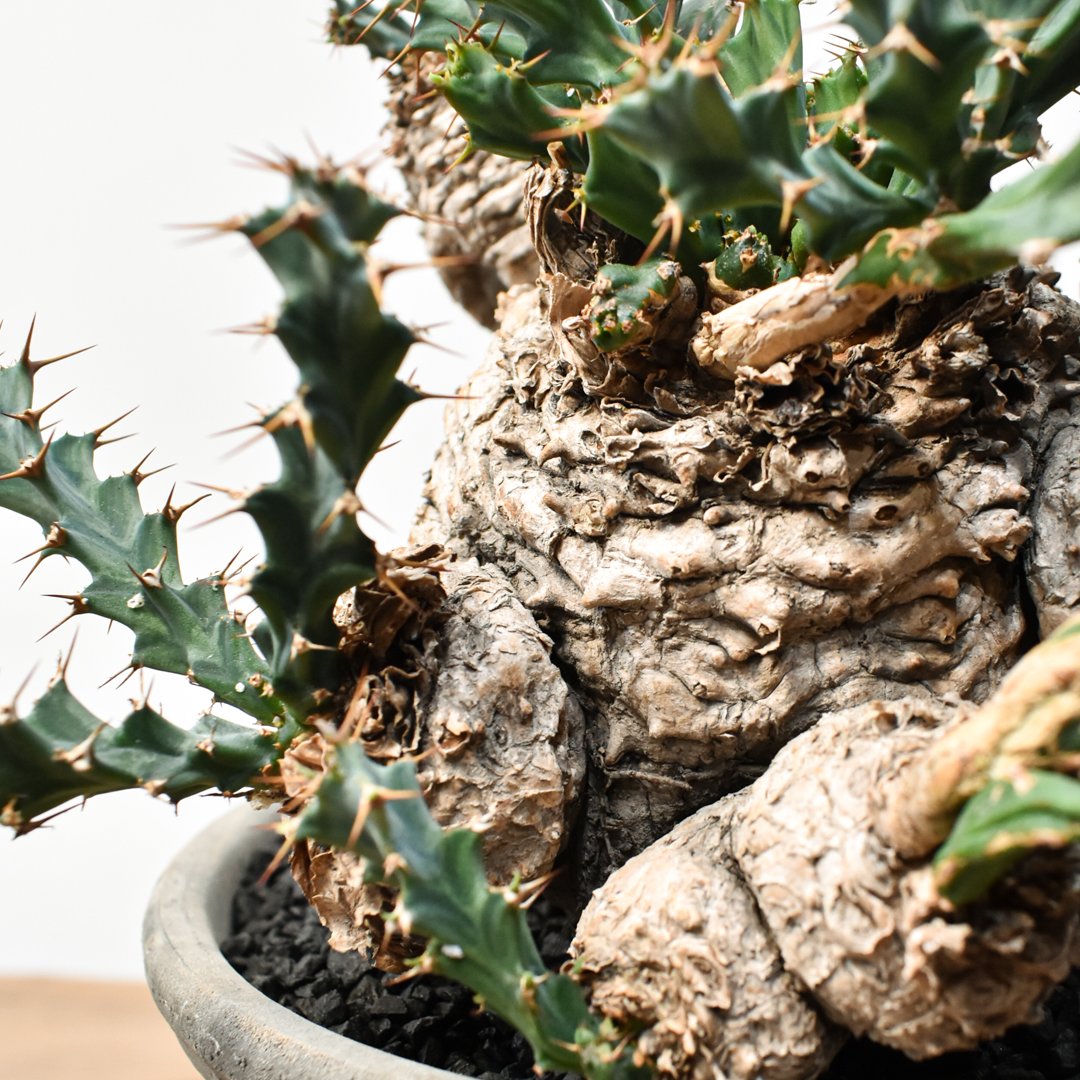 ユーフォルビア クラビゲラ 