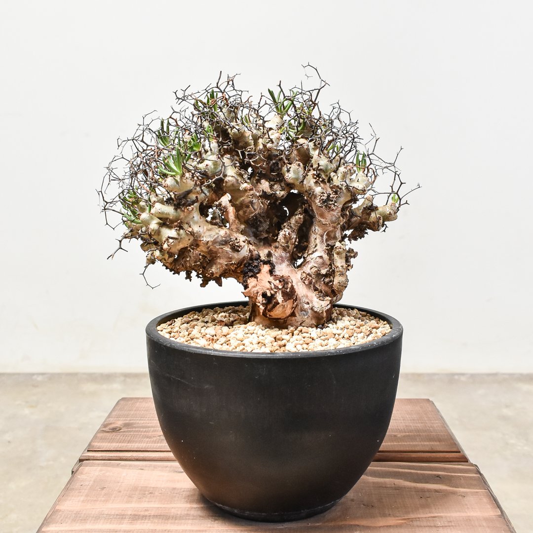 発根済｜万物想(芽吹き中)手乗りサイズ　鉢付き・塊根植物 発根済｜万物想(芽吹き中)手乗りサイズ 鉢付き・塊根植物 万物