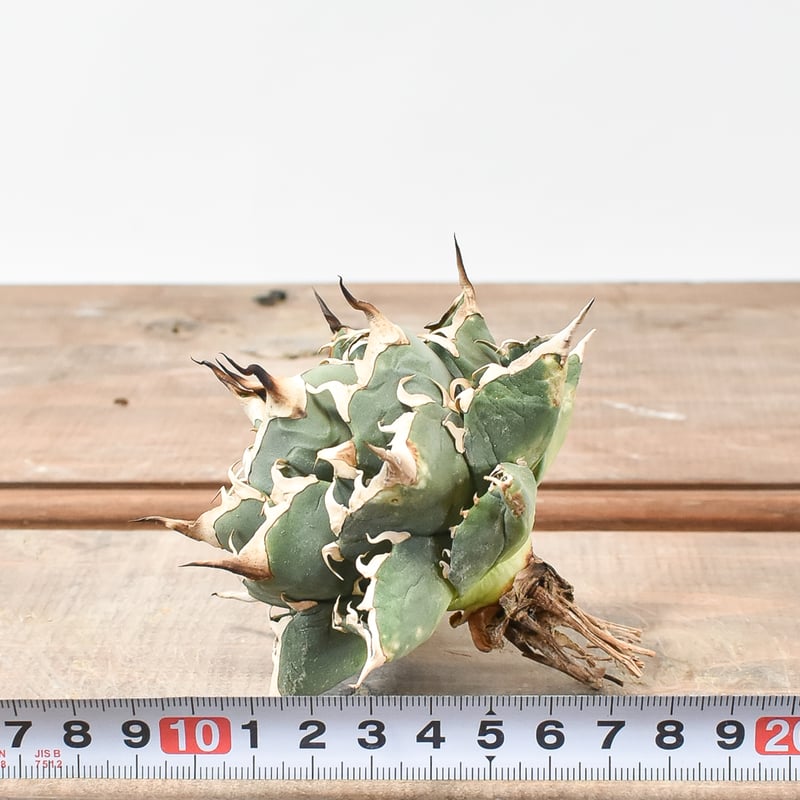 アガベ チタノタ 