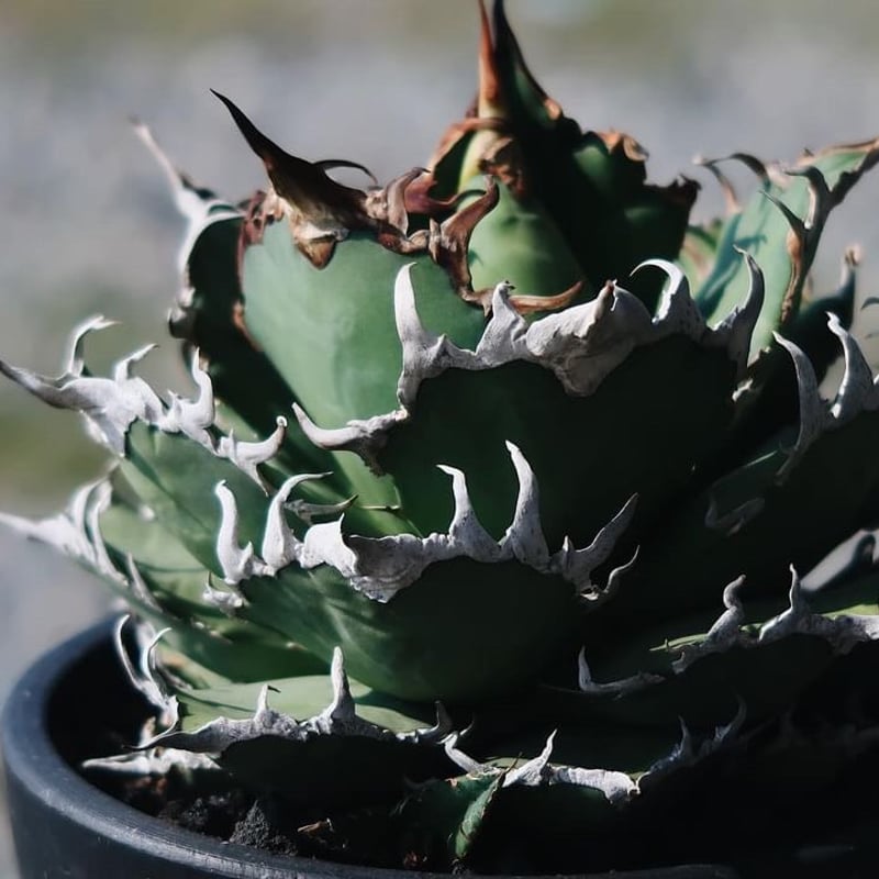 アガベ チタノタ シーザー　抜き苗 アガベチタノタシーザー抜き苗