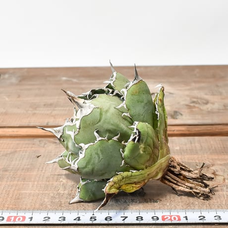 アガベ チタノタ “精品白鯨” 【台湾 dragon agave産/抜き苗/中株】G DG2402591(T)