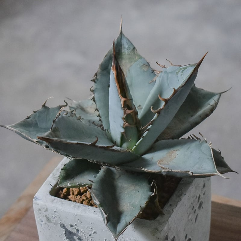 タ*店様 【超希少サイズ/300円スタート】シャークスキン　アガベ　トランカータ シャークスキン白覆輪白鮫チタノータチタノタアガベagave