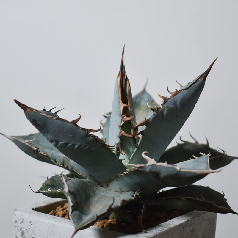 特別SALE【極ブツブツ実生】アガベ　チタノタ アガベ チタノタ ホワイト【白肌】RF22772 | RAFLUM / ラフラム｜東京