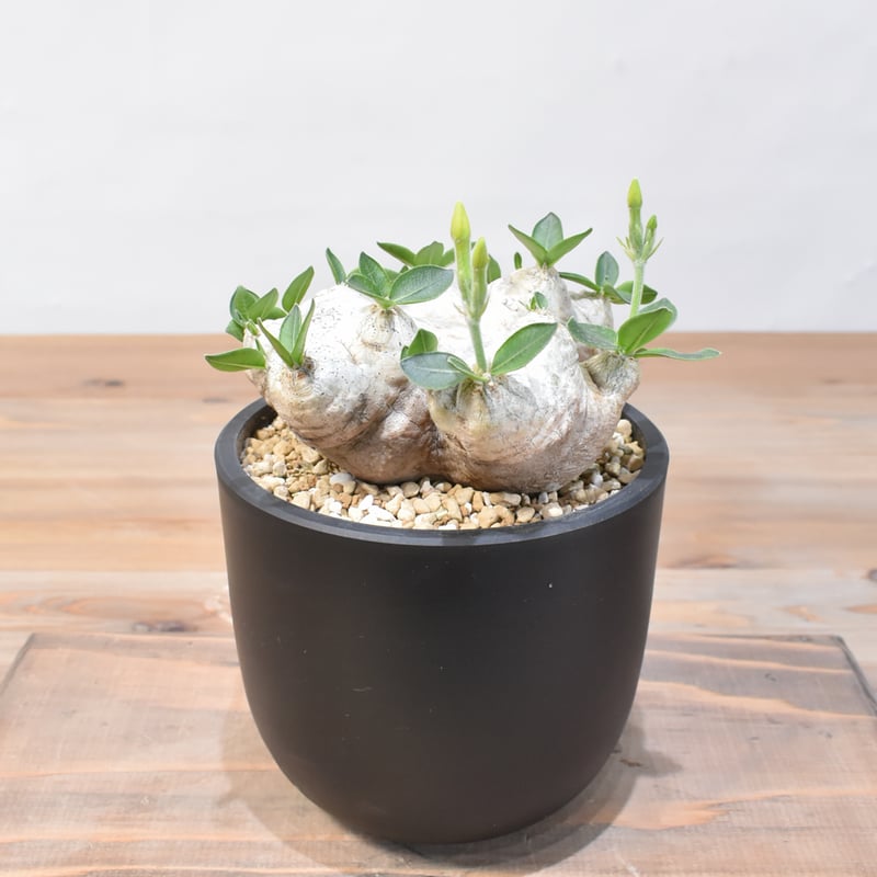 パキポディウム ブレビカウレ 