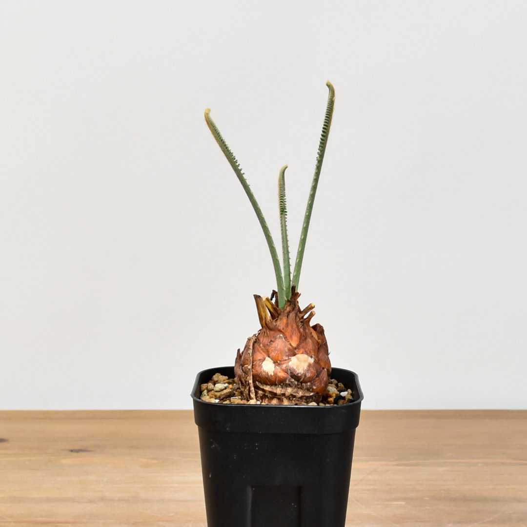 10粒 サイカス カイルンシアナ 種子 実生 サイカス カイルンシアナの実生 - にわのこと