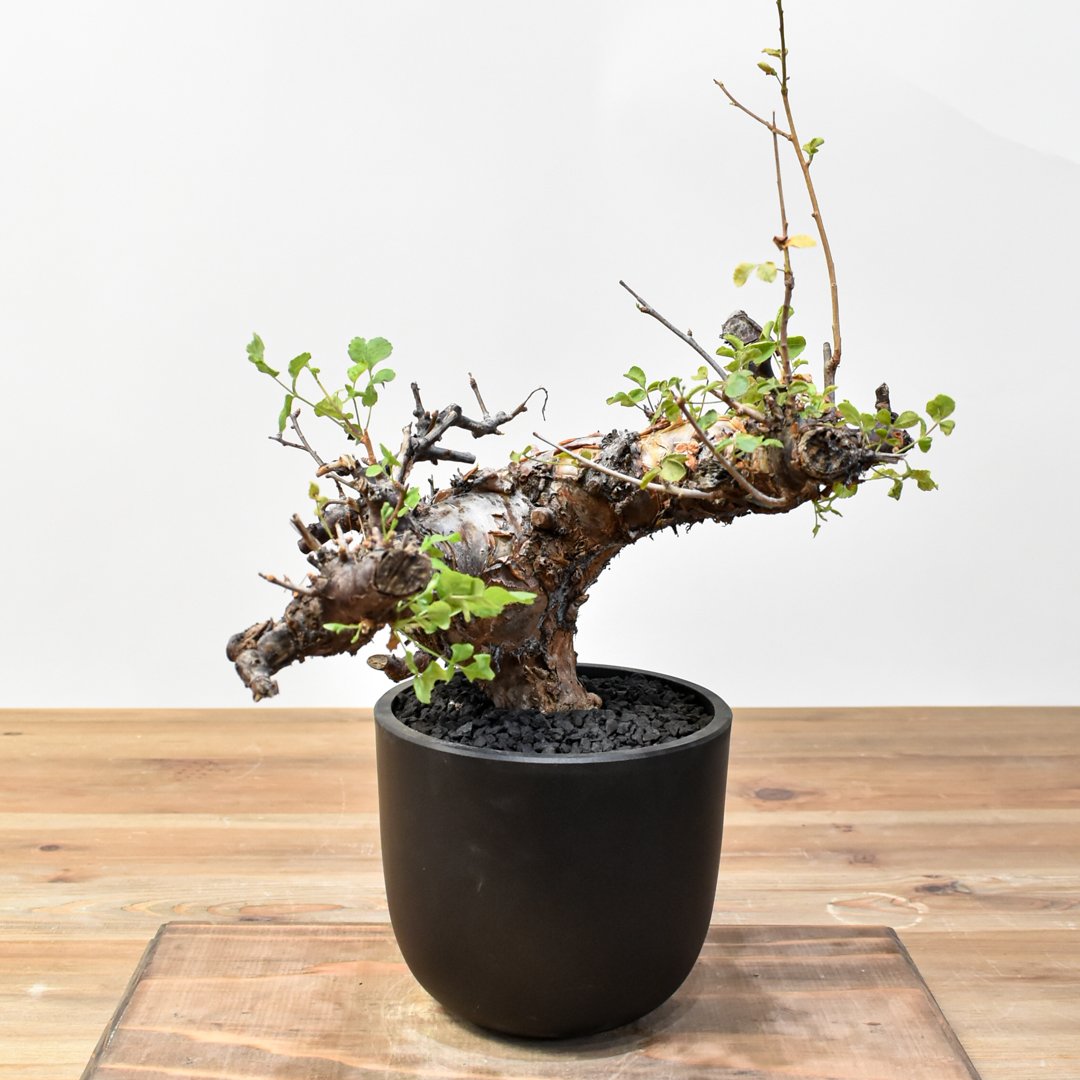 8/26値下げ　コミフォラ　ボラネンシス コミフォラ ボラネンシス 2 Commiphora boranensis | Mellow Yard