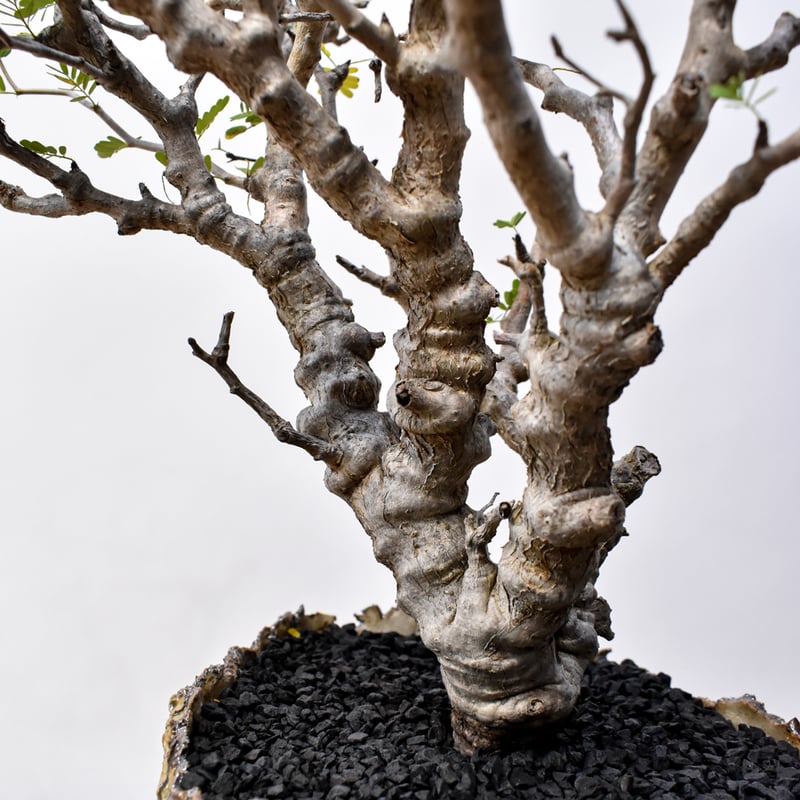 センナ メリディオナリス 