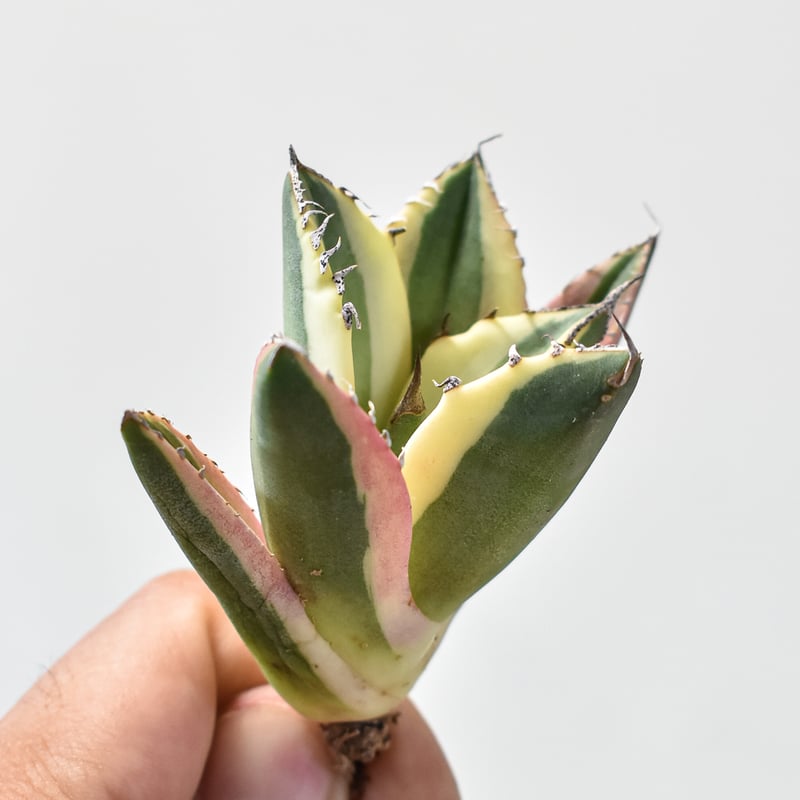 アガベ チタノタ スナグルトゥース 